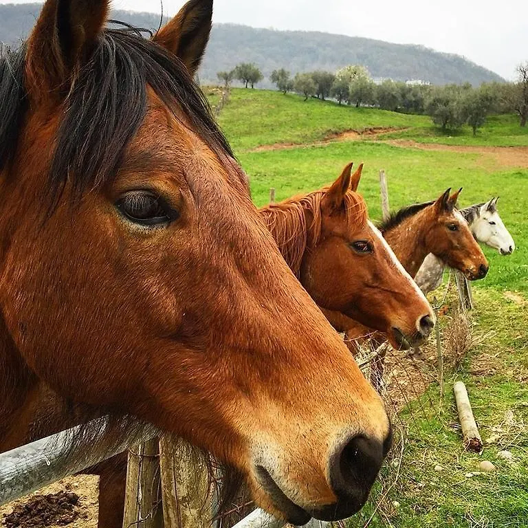 Agriturismo Mazzeracca Bassano del Grappa Alloggio per agriturismo